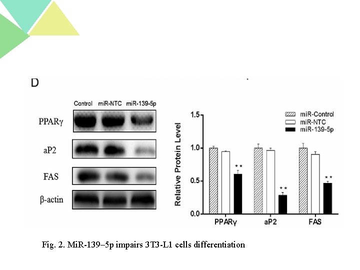 Fig. 2. Mi. R-139– 5 p impairs 3 T 3 -L 1 cells differentiation