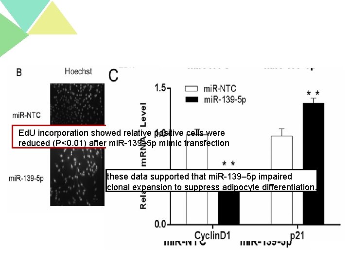 Ed. U incorporation showed relative positive cells were reduced (P<0. 01) after mi. R-139–