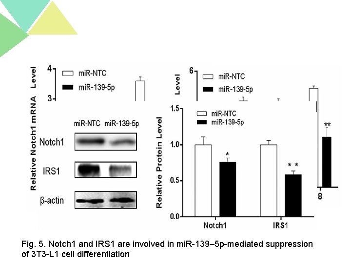 Fig. 5. Notch 1 and IRS 1 are involved in mi. R-139– 5 p-mediated