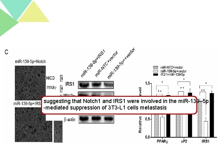 suggesting that Notch 1 and IRS 1 were involved in the mi. R-139– 5