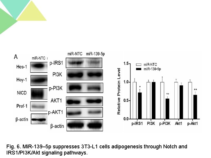 Fig. 6. Mi. R-139– 5 p suppresses 3 T 3 -L 1 cells adipogenesis