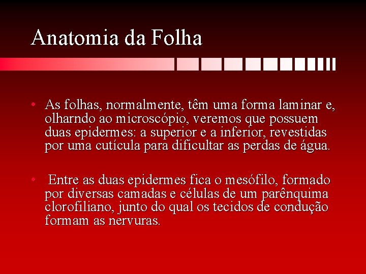 Anatomia da Folha • As folhas, normalmente, têm uma forma laminar e, olharndo ao