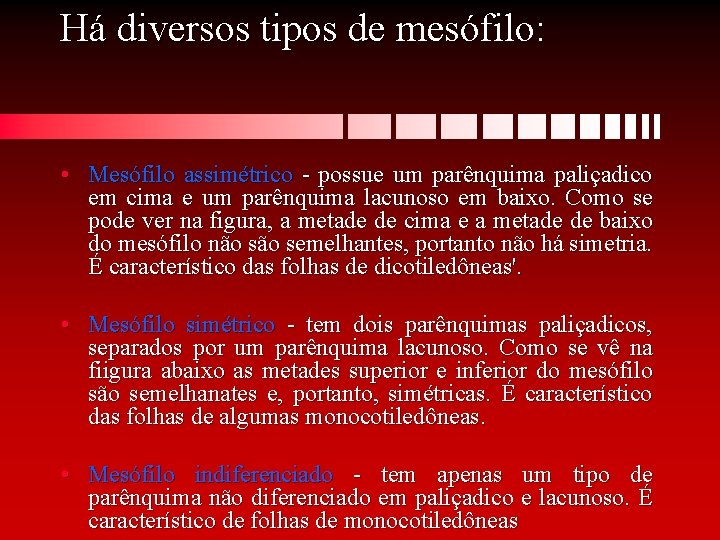 Há diversos tipos de mesófilo: • Mesófilo assimétrico - possue um parênquima paliçadico em