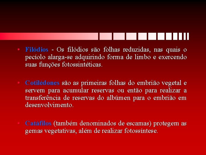  • Filódios - Os filódios são folhas reduzidas, nas quais o pecíolo alarga-se