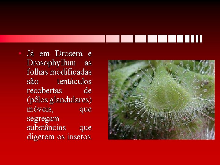  • Já em Drosera e Drosophyllum as folhas modificadas são tentáculos recobertas de