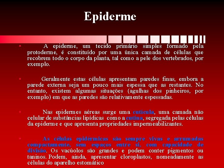 Epiderme • A epiderme, um tecido primário simples formado pela protoderme, é constituído por