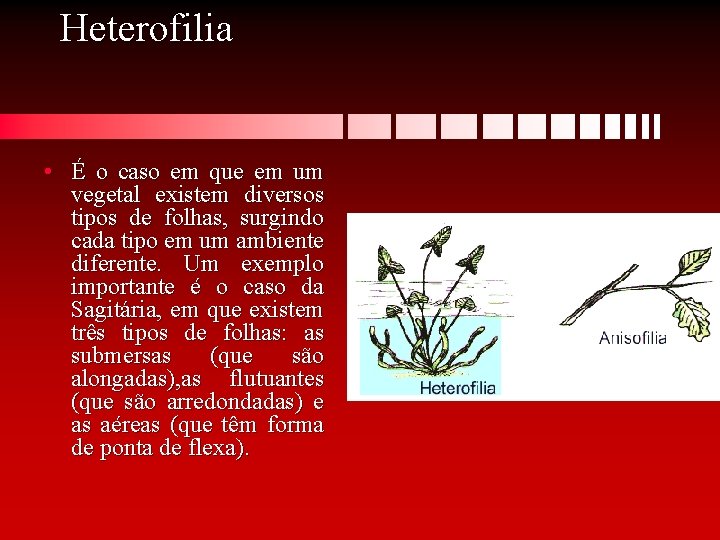 Heterofilia • É o caso em que em um vegetal existem diversos tipos de