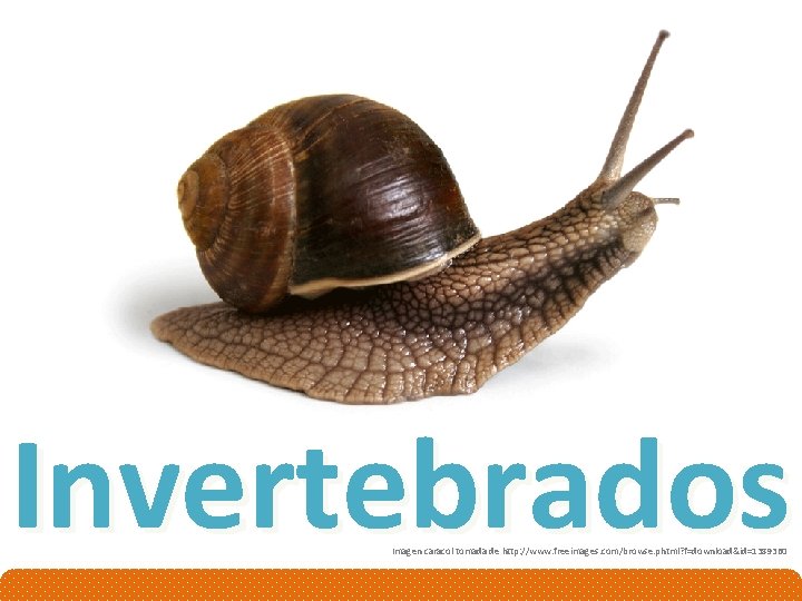 Invertebrados Imagen caracol tomada de http: //www. freeimages. com/browse. phtml? f=download&id=1389360 