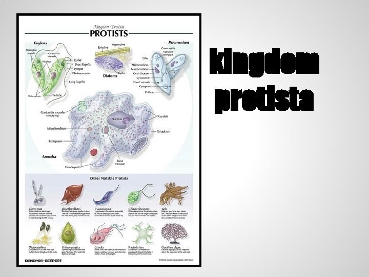 kingdom protista 