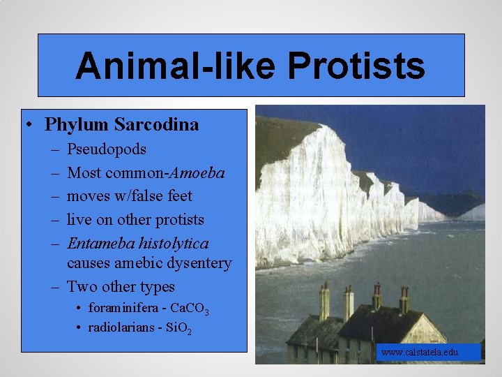 Animal-like Protists • Phylum Sarcodina – – – Pseudopods Most common-Amoeba moves w/false feet