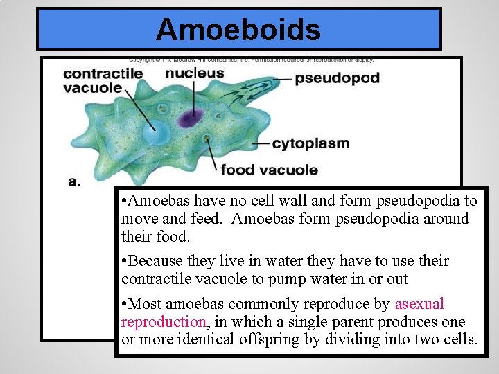 Amoeboids • Amoebas have no cell wall and form pseudopodia to move and feed.