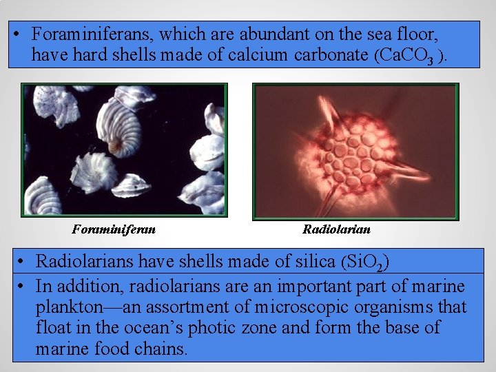  • Foraminiferans, which are abundant on the sea floor, have hard shells made