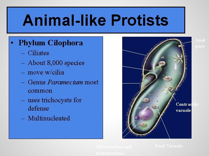 Animal-like Protists • Phylum Cilophora – – Ciliates About 8, 000 species move w/cilia