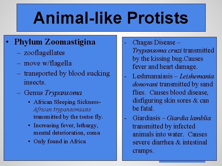 Animal-like Protists • Phylum Zoomastigina – zooflagellates – move w/flagella – transported by blood