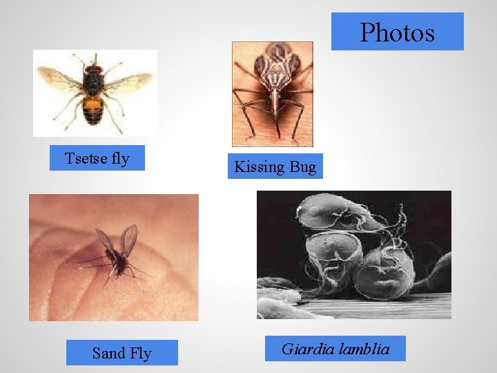 Photos Tsetse fly Sand Fly Kissing Bug Giardia lamblia 