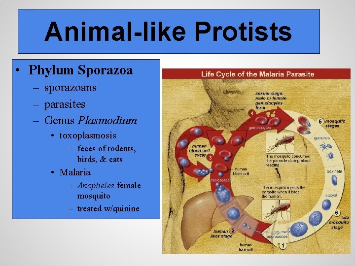 Animal-like Protists • Phylum Sporazoa – sporazoans – parasites – Genus Plasmodium • toxoplasmosis