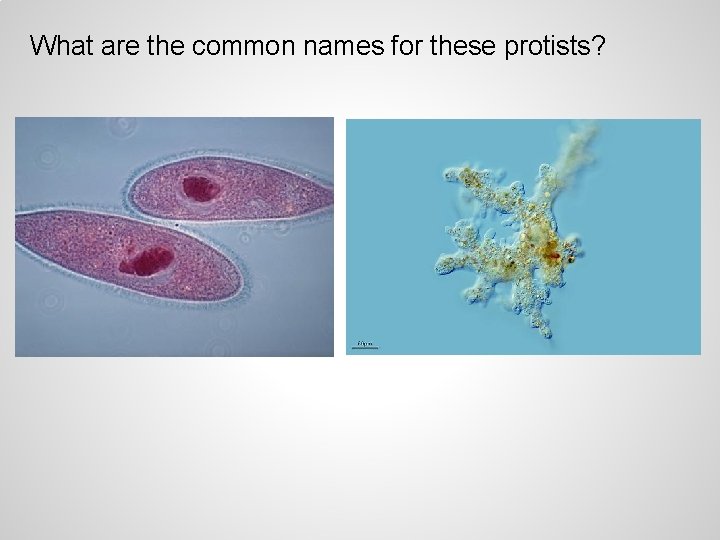 What are the common names for these protists? 