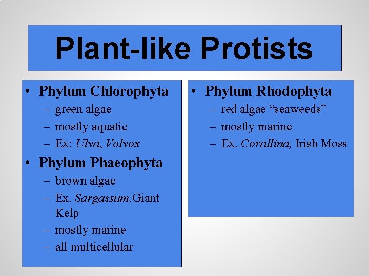 Plant-like Protists • Phylum Chlorophyta – green algae – mostly aquatic – Ex: Ulva,