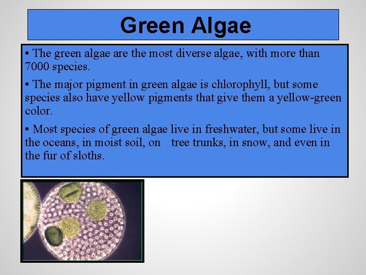 Green Algae • The green algae are the most diverse algae, with more than