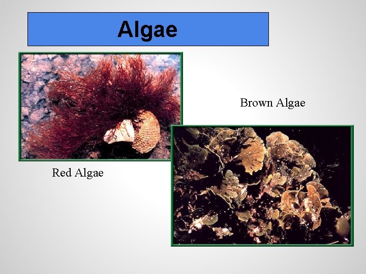 Algae Brown Algae Red Algae 