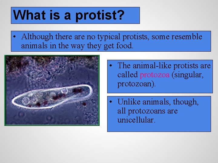 What is a protist? • Although there are no typical protists, some resemble animals