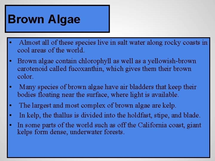 Brown Algae • Almost all of these species live in salt water along rocky