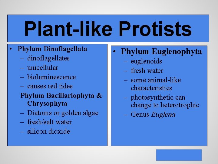 Plant-like Protists • Phylum Dinoflagellata – dinoflagellates – unicellular – bioluminescence – causes red