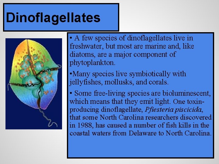 Dinoflagellates • A few species of dinoflagellates live in freshwater, but most are marine