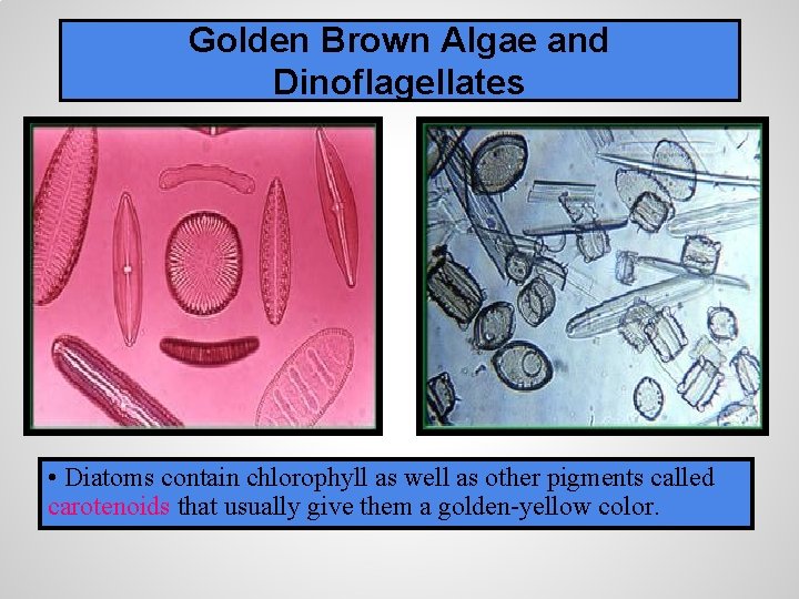 Golden Brown Algae and Dinoflagellates • Diatoms contain chlorophyll as well as other pigments