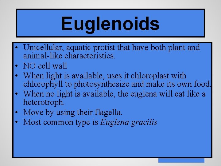 Euglenoids • Unicellular, aquatic protist that have both plant and animal-like characteristics. • NO