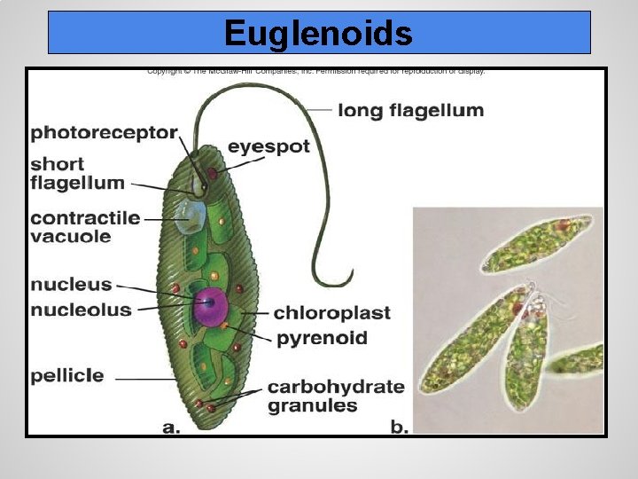 Euglenoids 