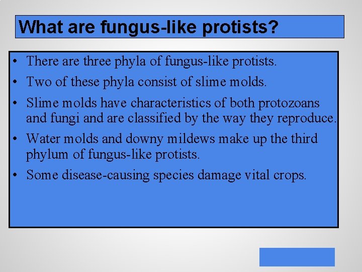 What are fungus-like protists? • There are three phyla of fungus-like protists. • Two