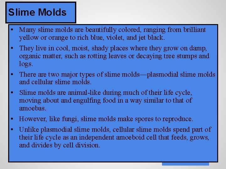 Slime Molds • Many slime molds are beautifully colored, ranging from brilliant yellow or