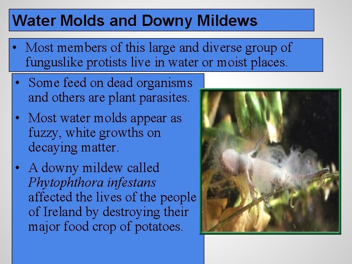 Water Molds and Downy Mildews • Most members of this large and diverse group