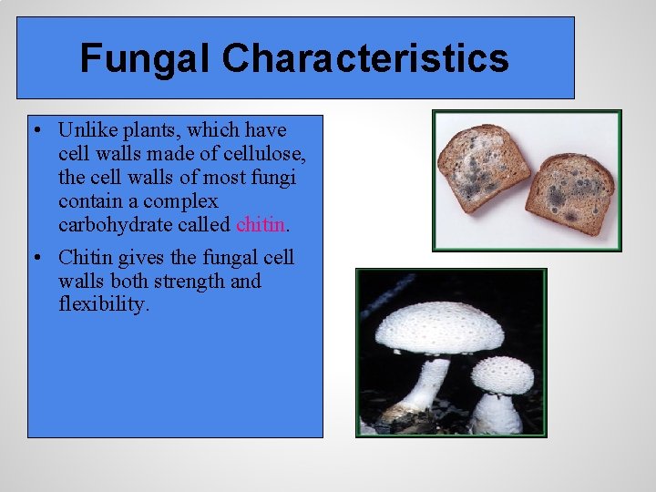 Fungal Characteristics • Unlike plants, which have cell walls made of cellulose, the cell
