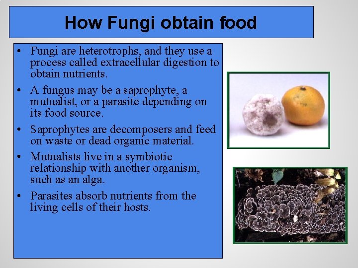 How Fungi obtain food • Fungi are heterotrophs, and they use a process called