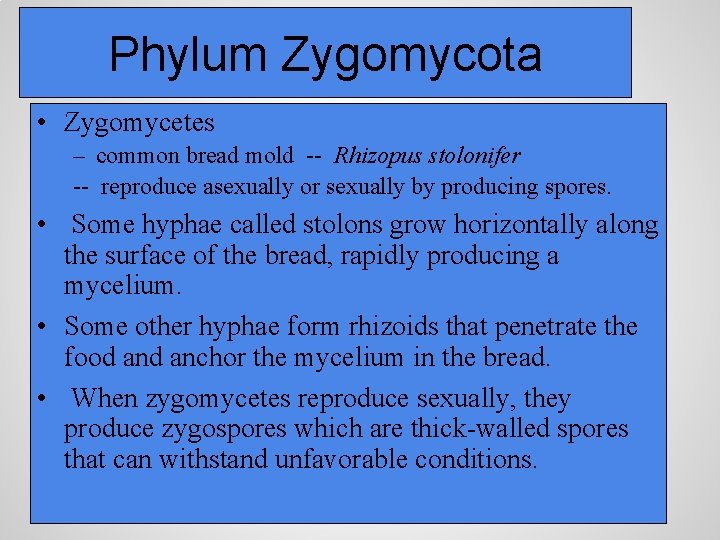 Phylum Zygomycota • Zygomycetes – common bread mold -- Rhizopus stolonifer -- reproduce asexually