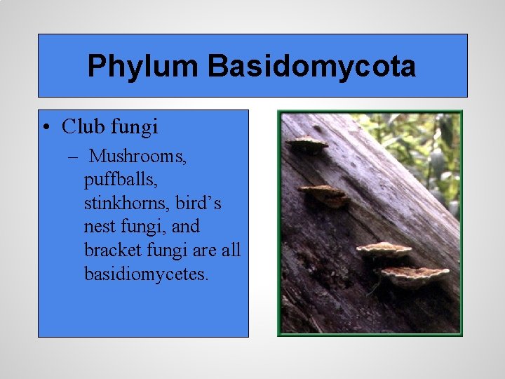 Phylum Basidomycota • Club fungi – Mushrooms, puffballs, stinkhorns, bird’s nest fungi, and bracket