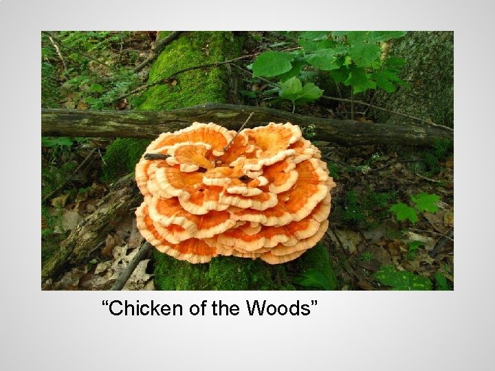 “Chicken of the Woods” 