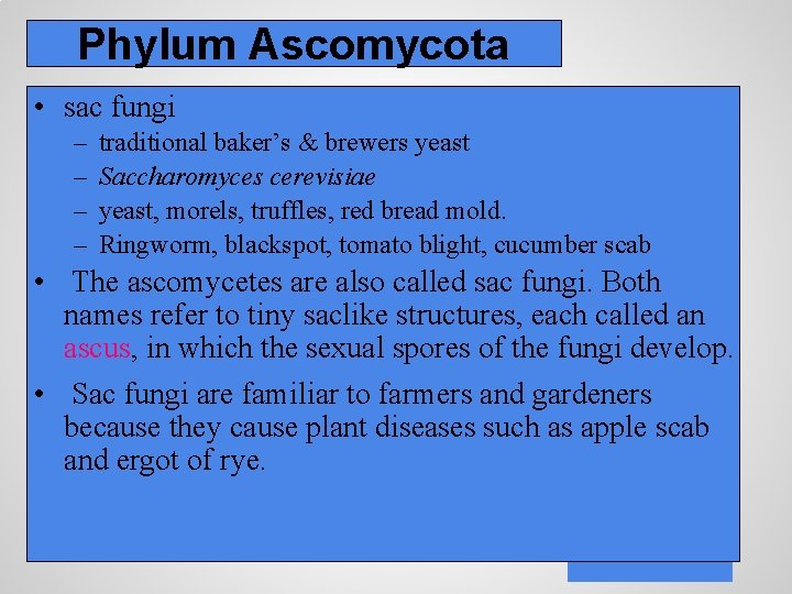 Phylum Ascomycota • sac fungi – – traditional baker’s & brewers yeast Saccharomyces cerevisiae