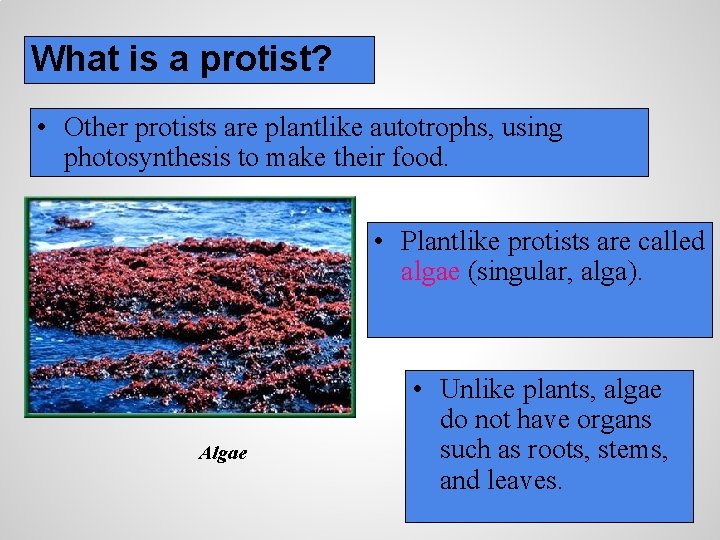 What is a protist? • Other protists are plantlike autotrophs, using photosynthesis to make