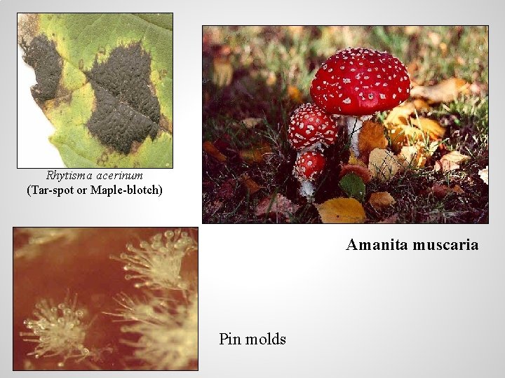 Rhytisma acerinum (Tar-spot or Maple-blotch) Amanita muscaria Pin molds 