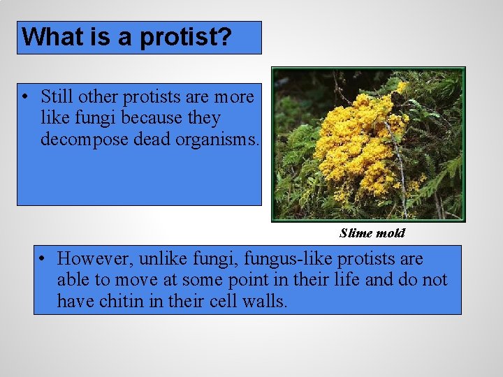 What is a protist? • Still other protists are more like fungi because they