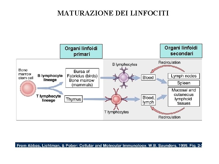 MATURAZIONE DEI LINFOCITI Organi linfoidi primari Organi linfoidi secondari 