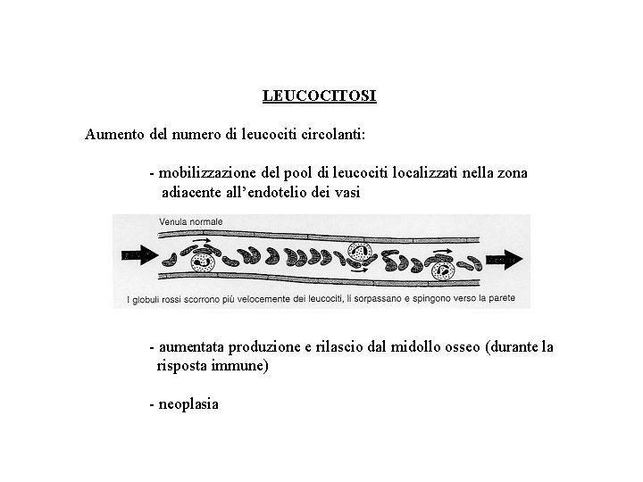 LEUCOCITOSI Aumento del numero di leucociti circolanti: - mobilizzazione del pool di leucociti localizzati