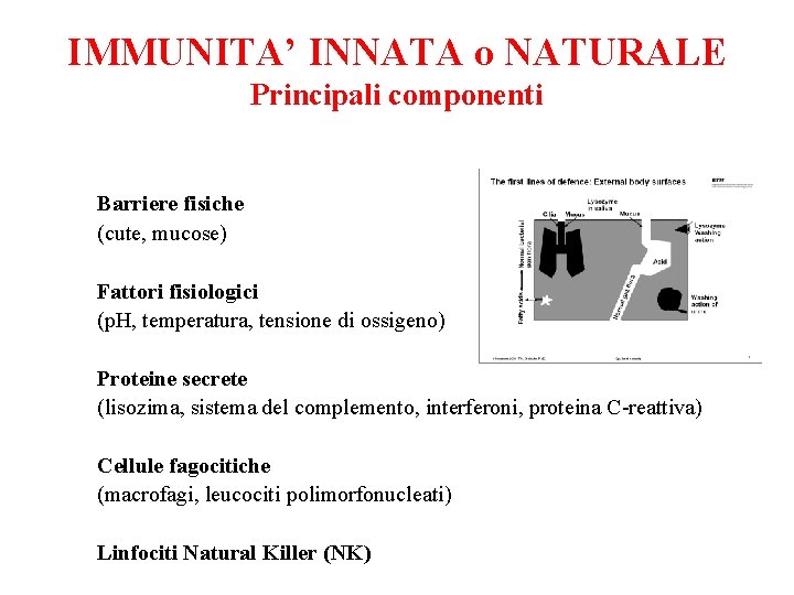 IMMUNITA’ INNATA o NATURALE Principali componenti Barriere fisiche (cute, mucose) Fattori fisiologici (p. H,