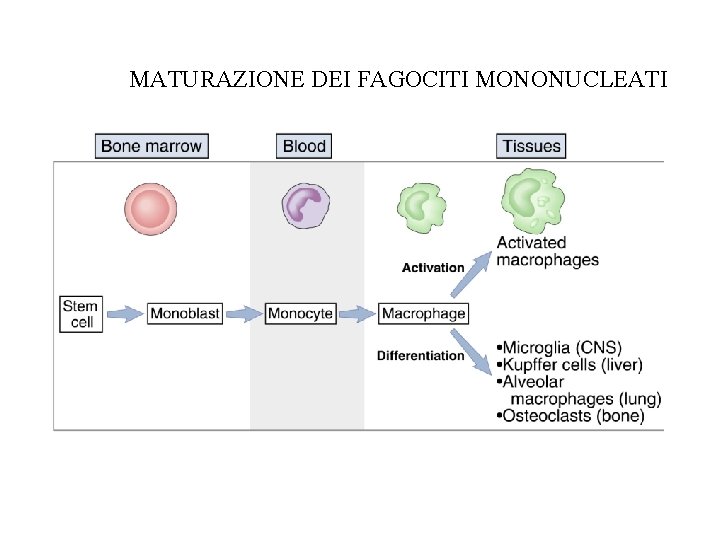 MATURAZIONE DEI FAGOCITI MONONUCLEATI 