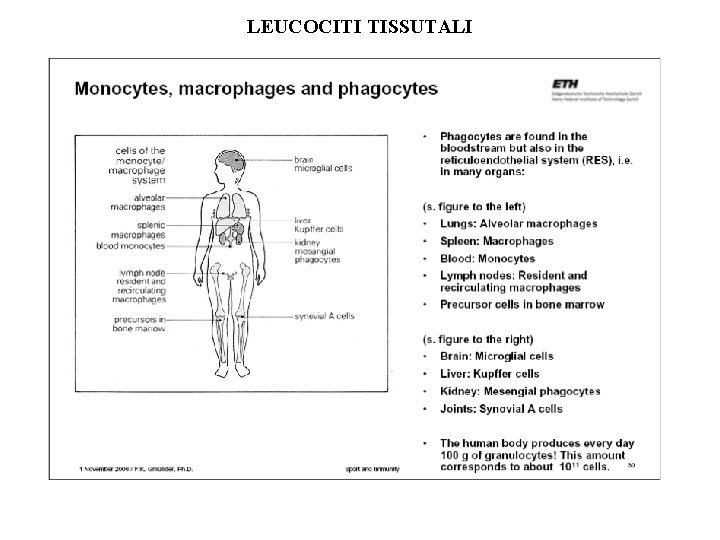 LEUCOCITI TISSUTALI 