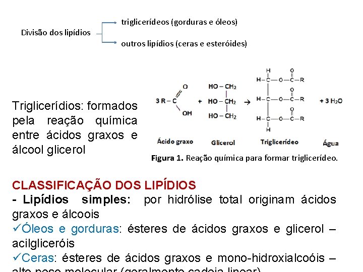 Divisão dos lipídios triglicerídeos (gorduras e óleos) outros lipídios (ceras e esteróides) Triglicerídios: formados Divisão dos lipídios triglicerídeos (gorduras e óleos) outros lipídios (ceras e esteróides) Triglicerídios: formados