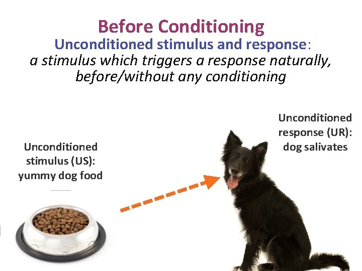 Before Conditioning Unconditioned stimulus and response: a stimulus which triggers a response naturally, before/without
